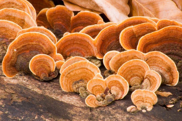 reishi mushrooms growing on wood
