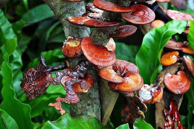 Ganoderma lucidum is a medicinal plant