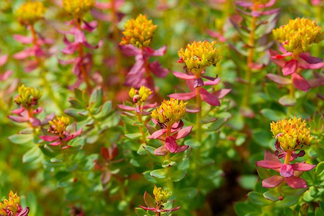 pink and yellow rhodiola flowers growing off tall stems