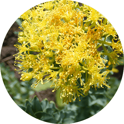 Rhodiola yellow flower