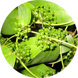 close up of green sarsaparilla leaves and buds