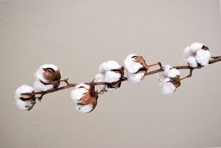 cotton plant.