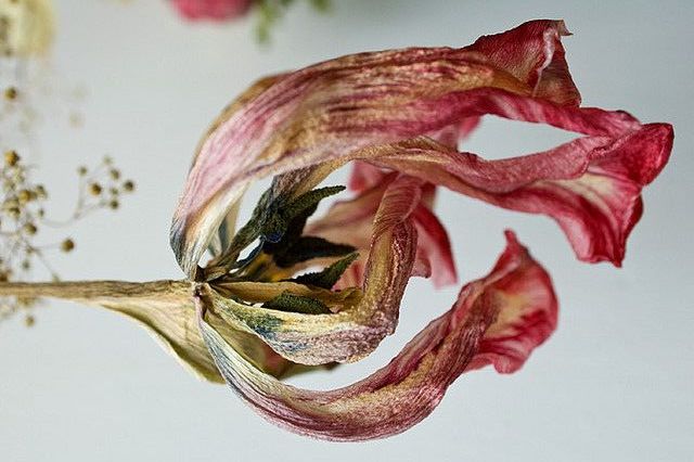 dried flower