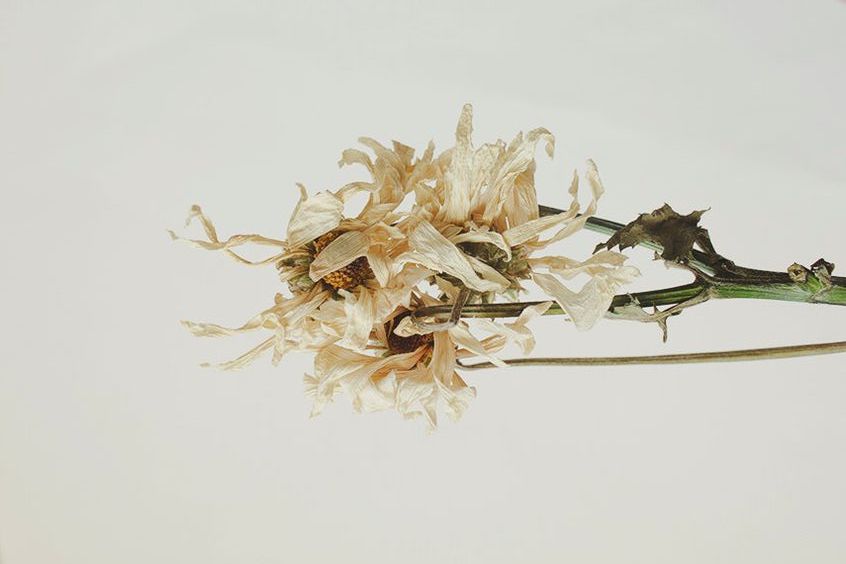 dried flowers