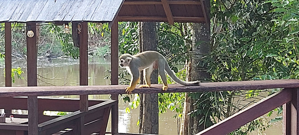 Suriname Knini Paati Resort Monky