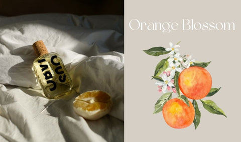 Summer Floral Scents Recommendation Orange Blossom Obvious Perfume