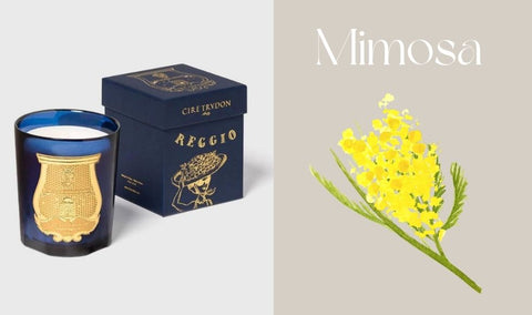 Fresh Summer Scents Recommendation Mimosa Cire Trudon Reggio Candle