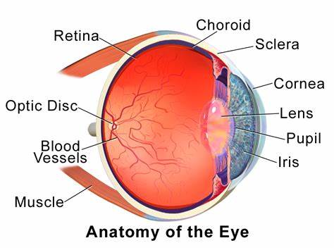 estructura del ojo humano