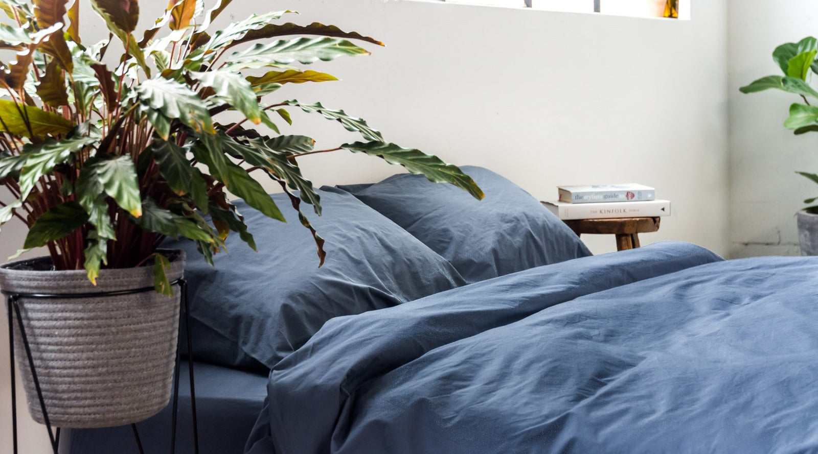Best Indoor Plants For Bedrooms The Good Sheet