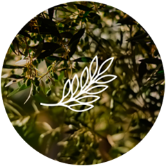 Olive Leaf