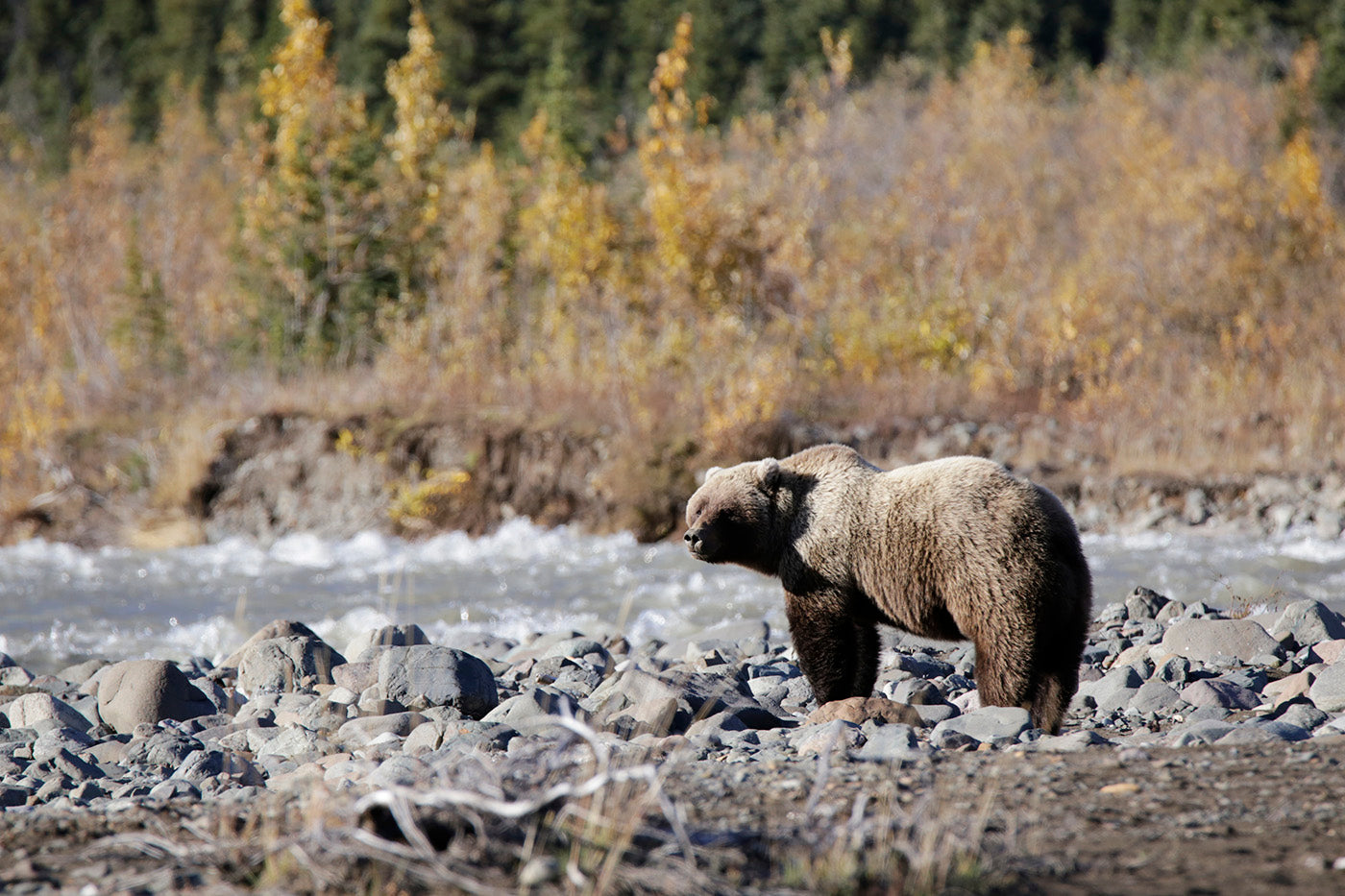 Inside Alaska's Last Wild Frontier Denali National Park