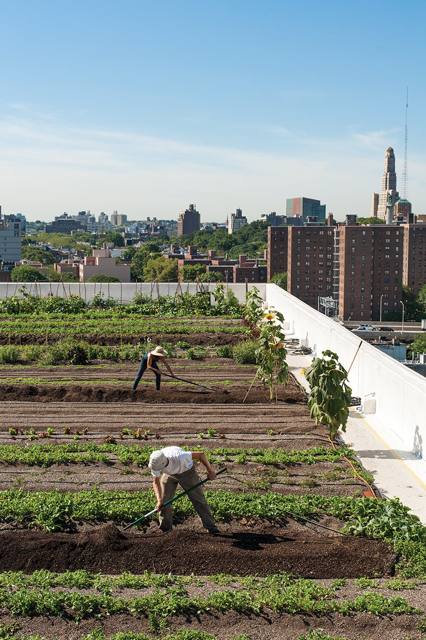 Urban Farming: The New Crop of Urban Growers