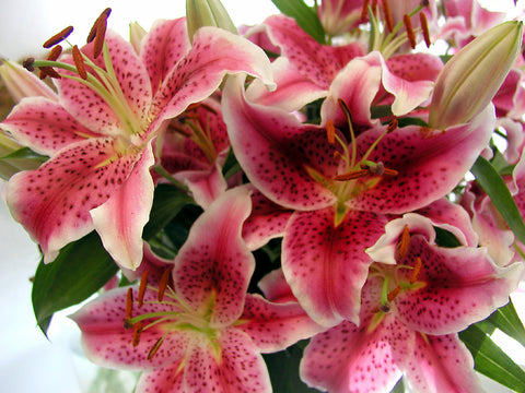 Oriental Lilly