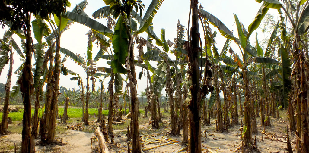 Banana plantation, Nadia District, India