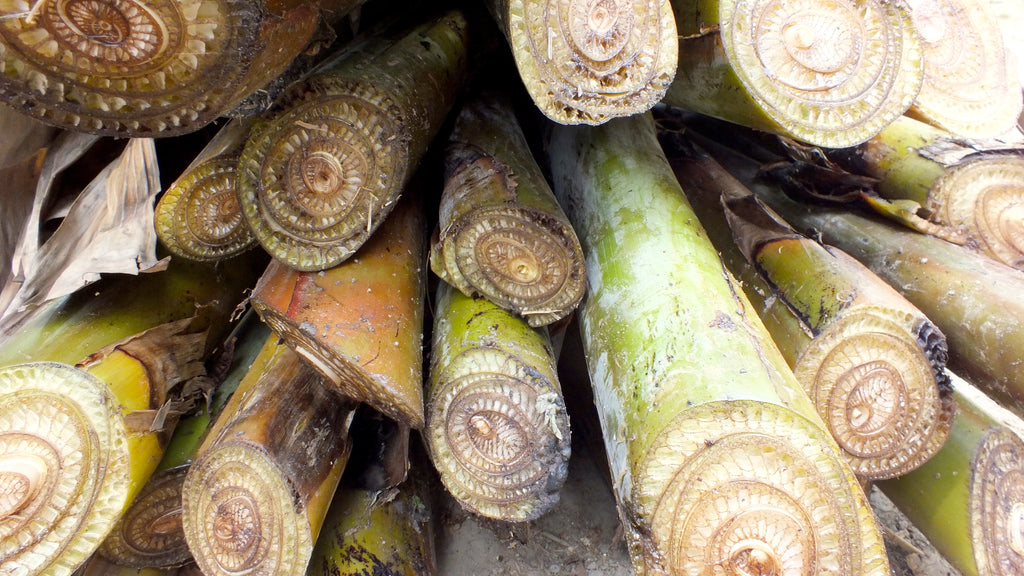 Cut down banana pseudostems with different layers, Nadia District, India