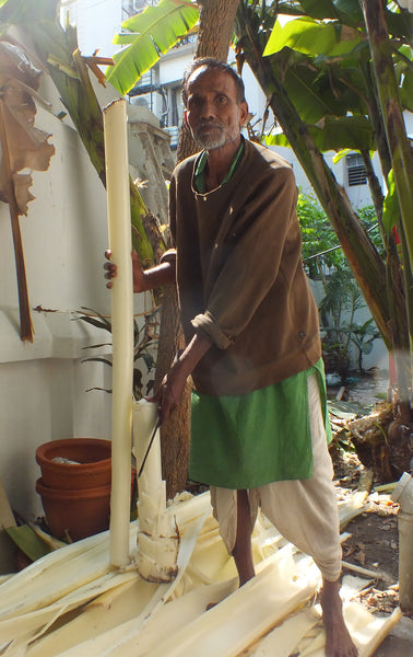 Cut down banana tree with innermost layer, Kolkata, India