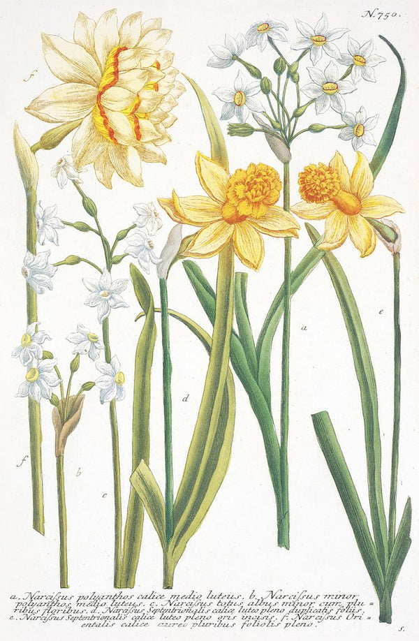 Illustrations of various Narcissi posters & prints by Johann Wilhelm ...