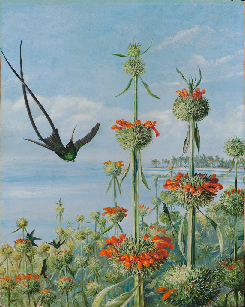 124. Leonotis nepetaefolia and doctor humming birds, Jamaica, 1872. by Marianne North