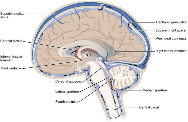 1317_CFS_Circulation