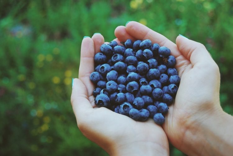 blueberry health benefits