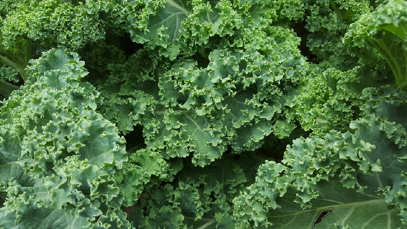 kale health benefits