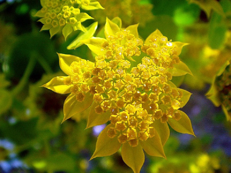 bupleurum health benefits