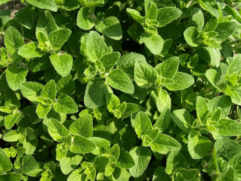 ringworm oregano oil