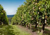 mango orchard in North India 