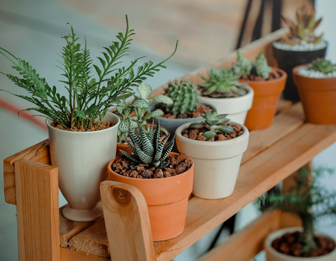 Plants for shelves for an impeccable living room