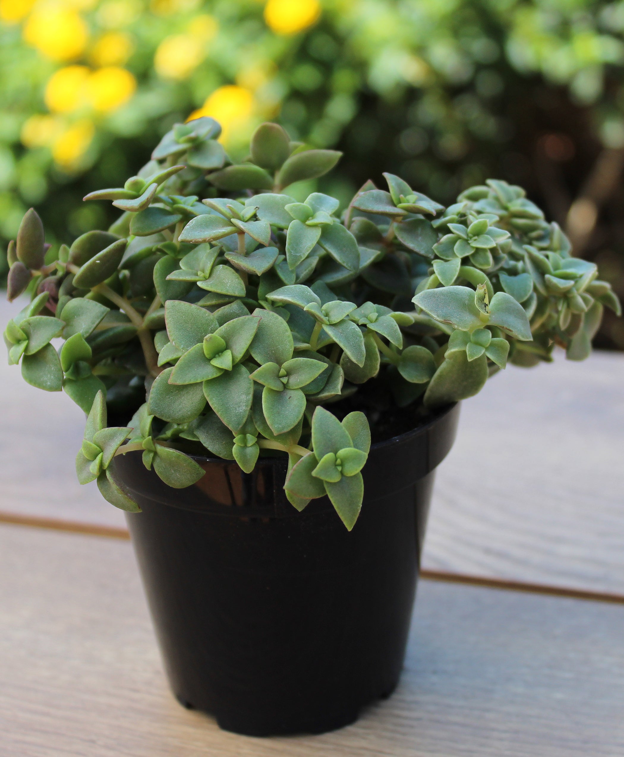 Crassula marginalis rubra 'Variegata' "Calico Kitten" - 2 ...