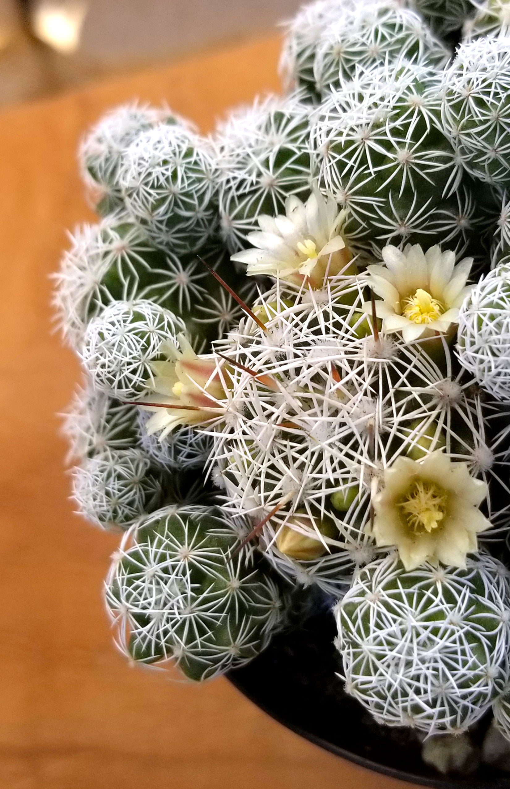 Mammillaria gracilis fragilis "Thimble Cactus" - 2.5 ...