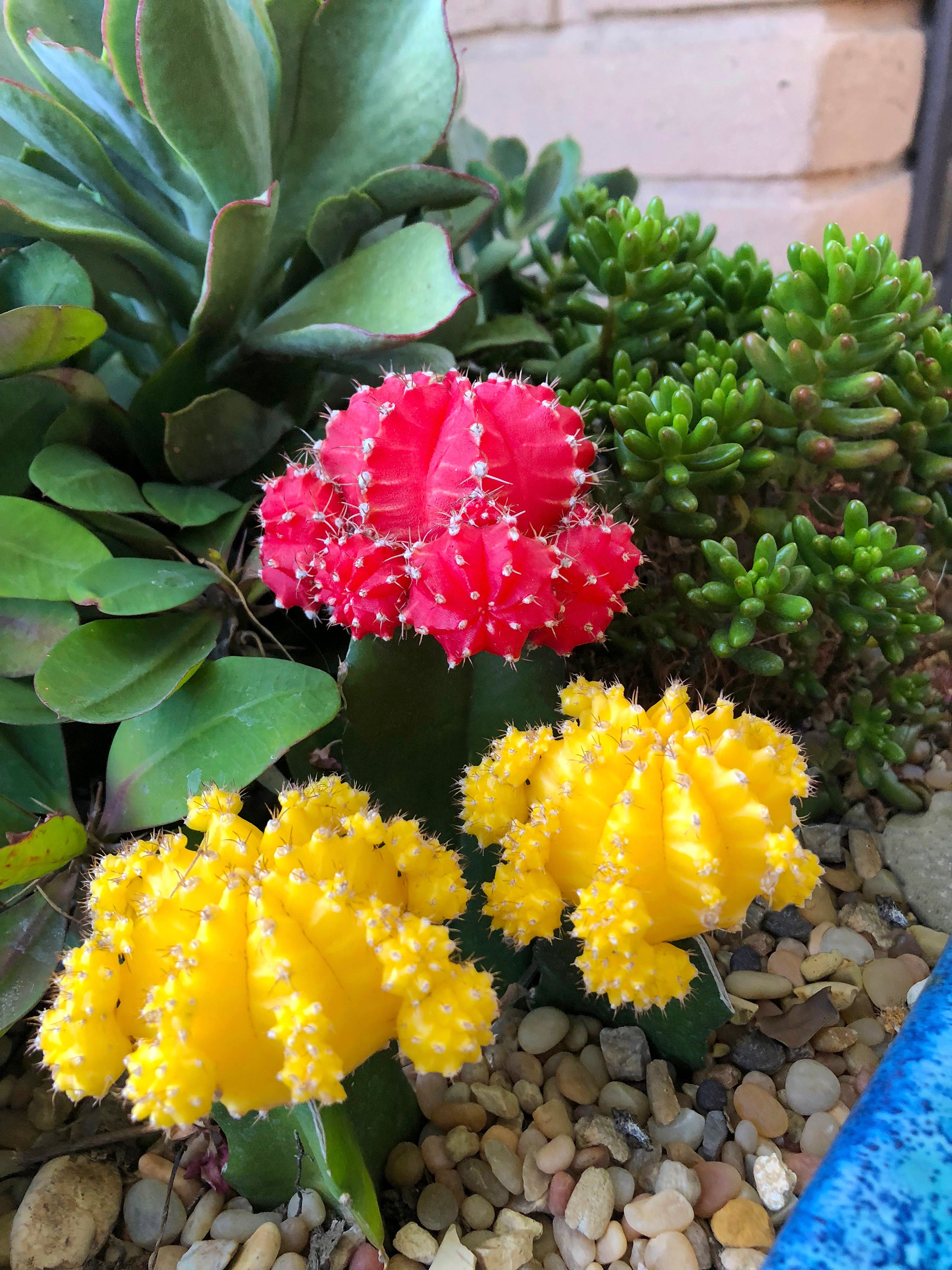 Gymnocalycium mihanovichii 'Hibotan' "Moon Cactus" Red - 2 ...