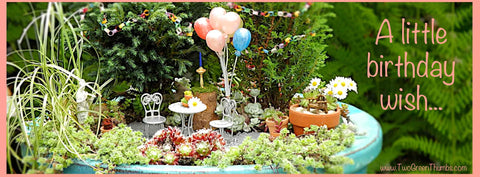 Happy Birthday in the Miniature Garden