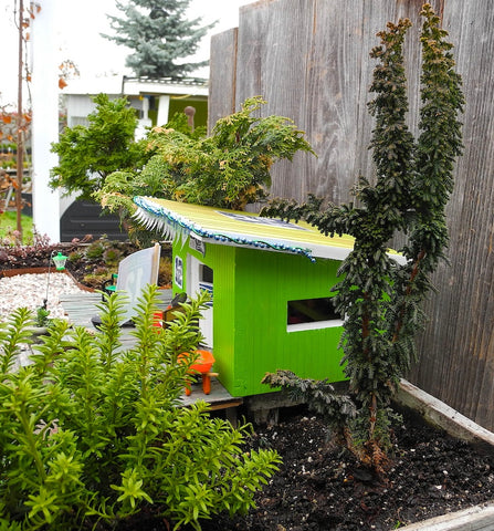 Chirimen Hinoki Cypress in a Seahawk Miniature Garden