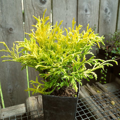 Mini Garden Tree Golden Mop Threadbranch Cypress