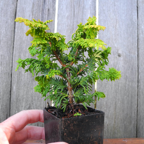 Fernspray Gold Hinoki Cypress