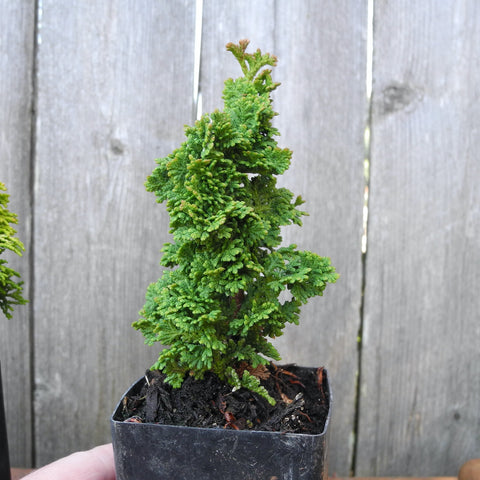 Primo Arborvitae