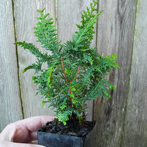 Compact Fernspray Cypress – Chamaecyparis obtusa ‘Filicoides Compacta’