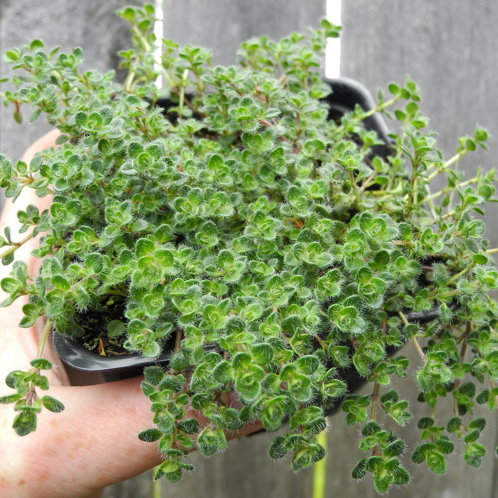 woolly thyme thymus pseudolanuginosus