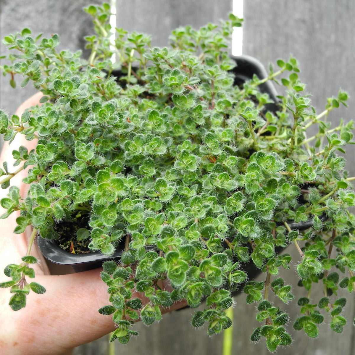 wooly thyme plants for sale