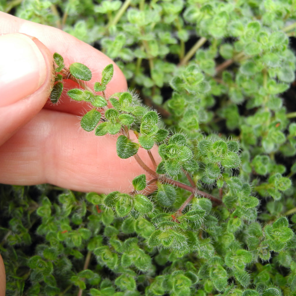 Miniature Garden Plant Woolly Thyme – Thymus pseudolanuginosus – Two