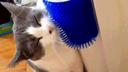 Image result for cat groomer