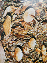 Load image into Gallery viewer, Michael Jordan - A Guide To Mushrooms (1975)