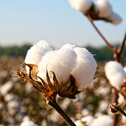 Cotton plant