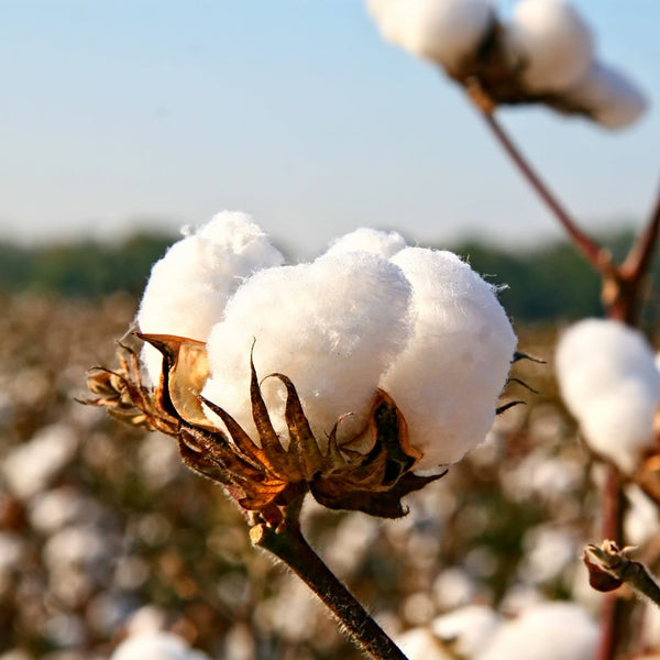 Material Stories: What is Cotton?