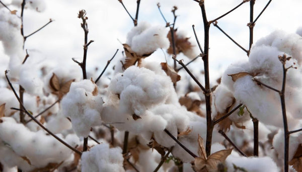 The White T-Shirt Company Organic Cotton