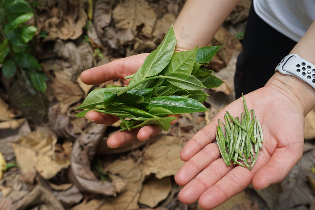 Valerie's hands holding tea leaves. In the right hand are typical tea leaves, whereas the left hand is holding buds, which will be used to make silver needle tea.