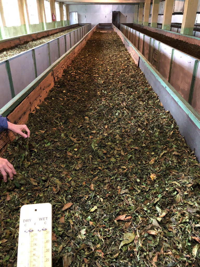 Tea leaves at the end of the withering process, laid out in large troughs. They are much more dry and brown than a fresh tea leaf.