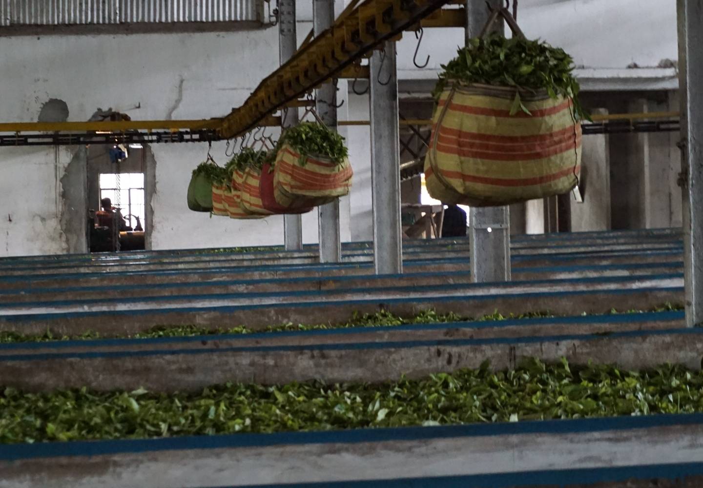 Cut Tear Curl (CTC) machinery in India, processing freshly picked tea leaves. Huge bags of tea leaves are hanging on a pulley system, which is sat above belts of tea leaves.
