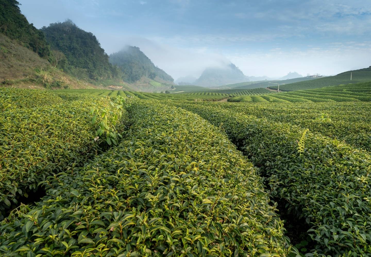 A tea field in China. Thick rows of tea bushes are in the foreground, with misty mountains in the background.